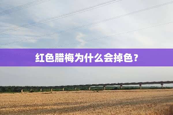 红色腊梅为什么会掉色？