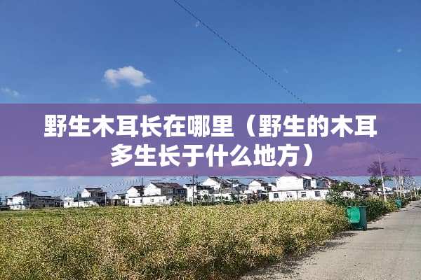 野生木耳长在哪里（野生的木耳多生长于什么地方）