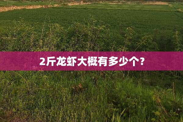 2斤龙虾大概有多少个？
