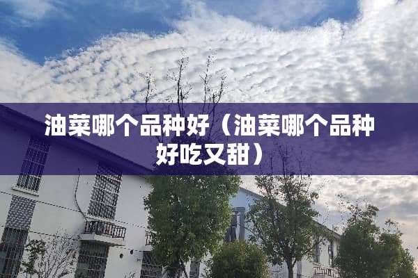 油菜哪个品种好（油菜哪个品种好吃又甜）