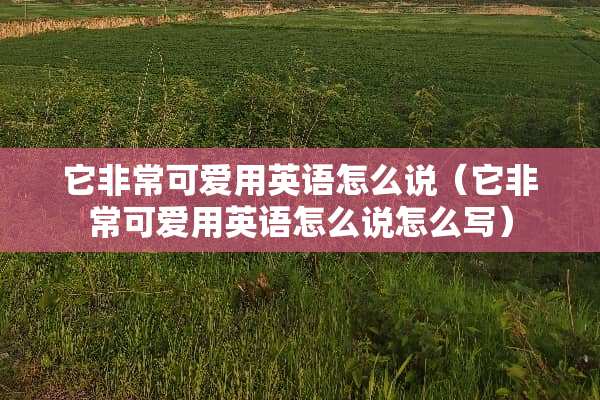 它非常可爱用英语怎么说（它非常可爱用英语怎么说怎么写）