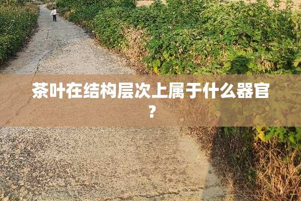 茶叶在结构层次上属于什么器官？