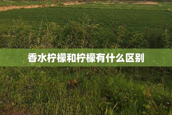 香水柠檬和柠檬有什么区别