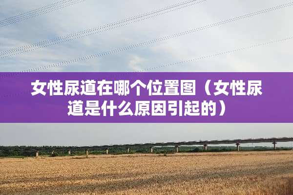 女性尿道在哪个位置图（女性尿道是什么原因引起的）