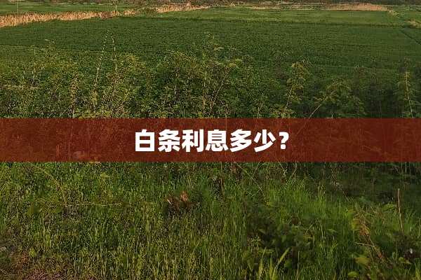 白条利息多少？
