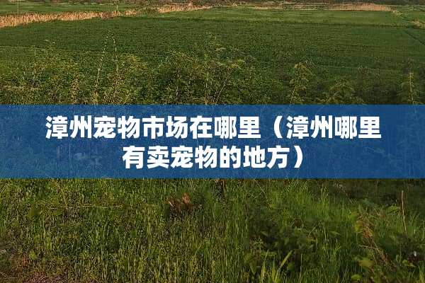 漳州宠物市场在哪里（漳州哪里有卖宠物的地方）