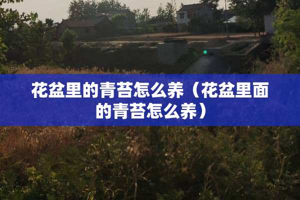 花盆里的青苔怎么养（花盆里面的青苔怎么养）