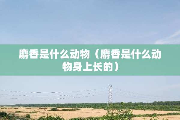 麝香是什么动物（麝香是什么动物身上长的）