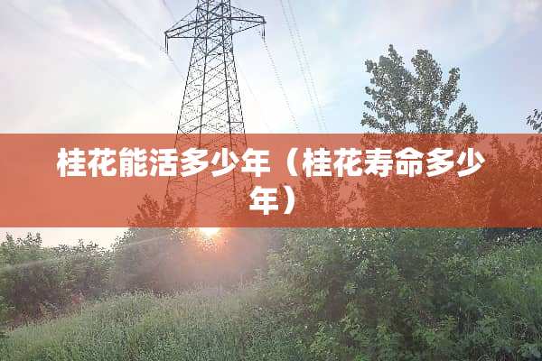 桂花能活多少年（桂花寿命多少年）