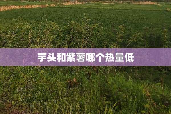 芋头和紫薯哪个热量低