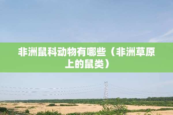 非洲鼠科动物有哪些（非洲草原上的鼠类）