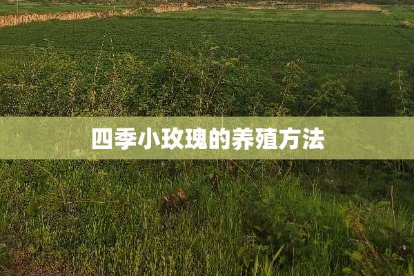 四季小玫瑰的养殖方法