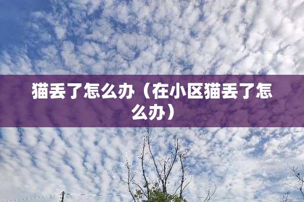 猫丢了怎么办（在小区猫丢了怎么办）