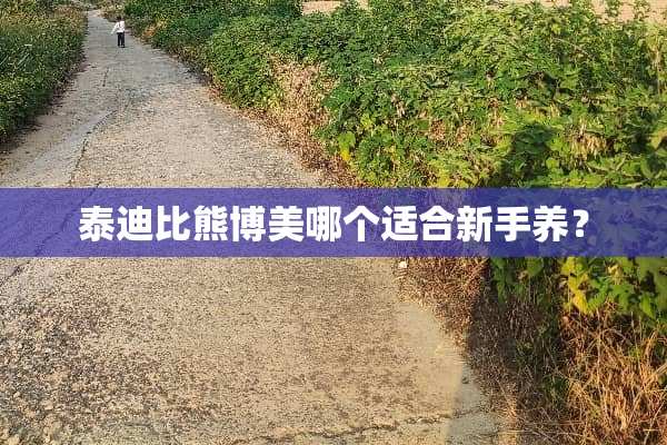 泰迪比熊博美哪个适合新手养？