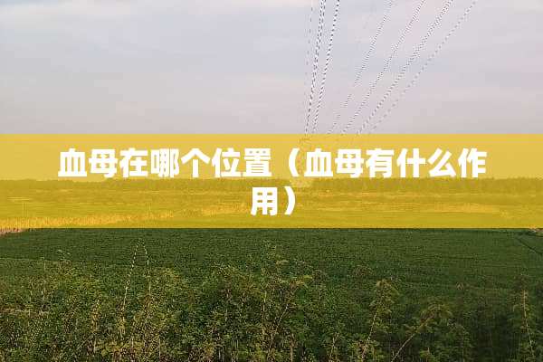 血母在哪个位置（血母有什么作用）