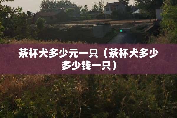 茶杯犬多少元一只（茶杯犬多少多少钱一只）