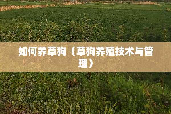 如何养草狗（草狗养殖技术与管理）