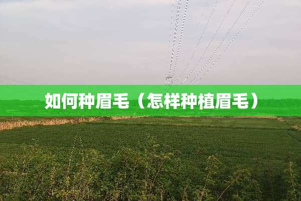 如何种眉毛（怎样种植眉毛）