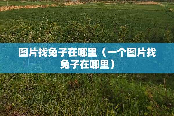 图片找兔子在哪里（一个图片找兔子在哪里）