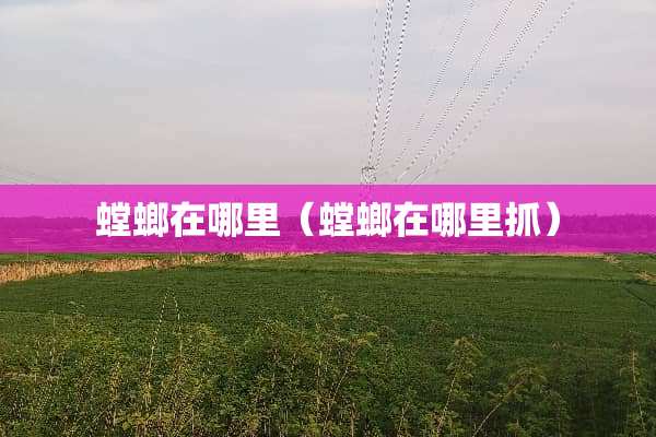 螳螂在哪里（螳螂在哪里抓）