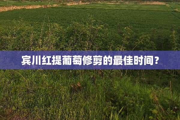 宾川红提葡萄修剪的最佳时间？