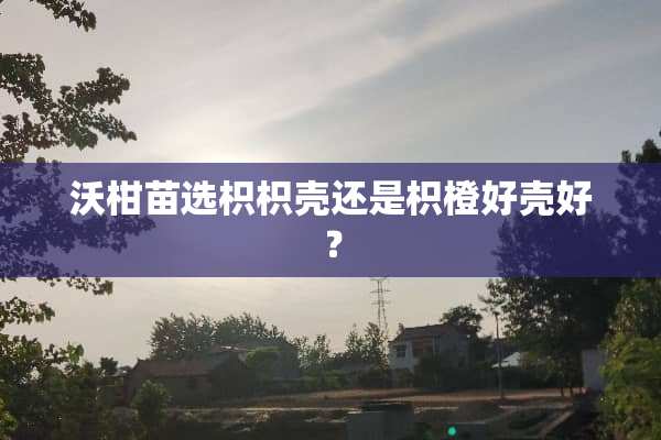 沃柑苗选枳枳壳还是枳橙好壳好？
