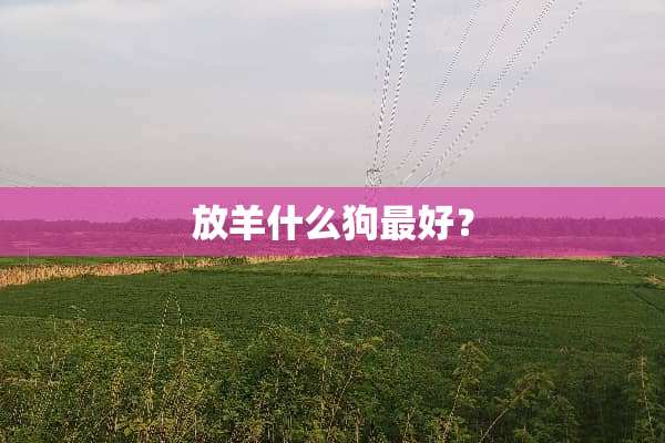 放羊什么狗最好？