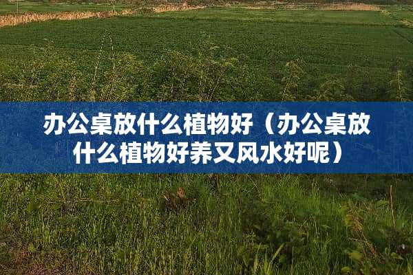 办公桌放什么植物好（办公桌放什么植物好养又风水好呢）