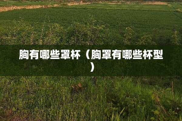 胸有哪些**（**有哪些杯型）