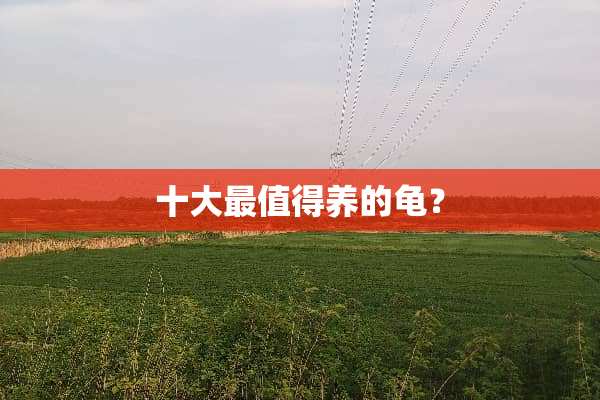 十大最值得养的龟？