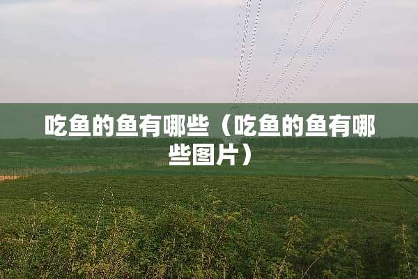 吃鱼的鱼有哪些（吃鱼的鱼有哪些图片）