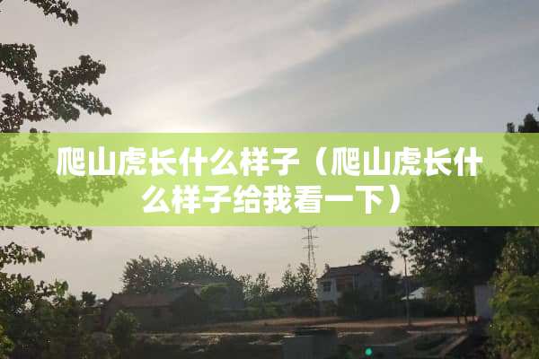 爬山虎长什么样子（爬山虎长什么样子给我看一下）