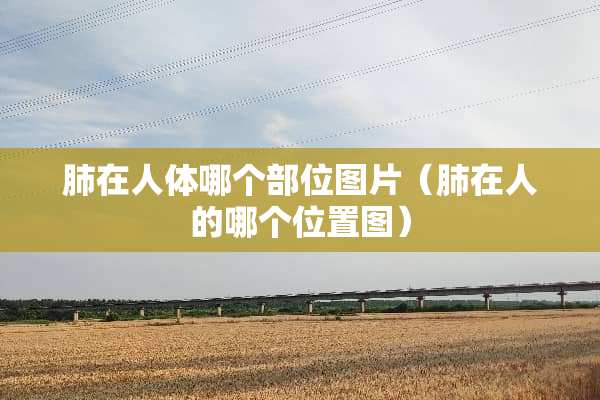肺在人体哪个部位图片（肺在人的哪个位置图）
