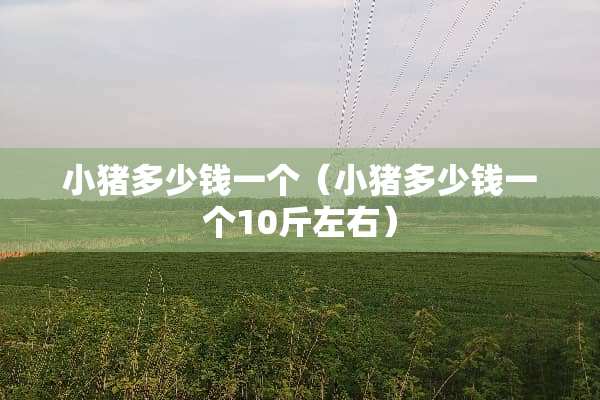 小猪多少钱一个（小猪多少钱一个10斤左右）