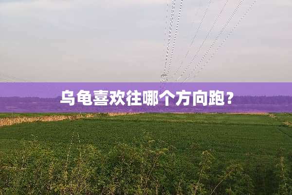 乌龟喜欢往哪个方向跑？