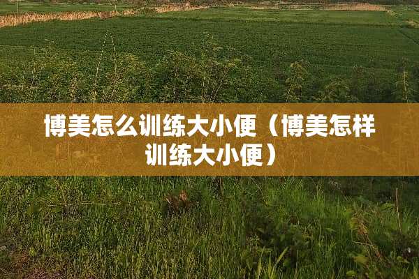 博美怎么训练大小便（博美怎样训练大小便）