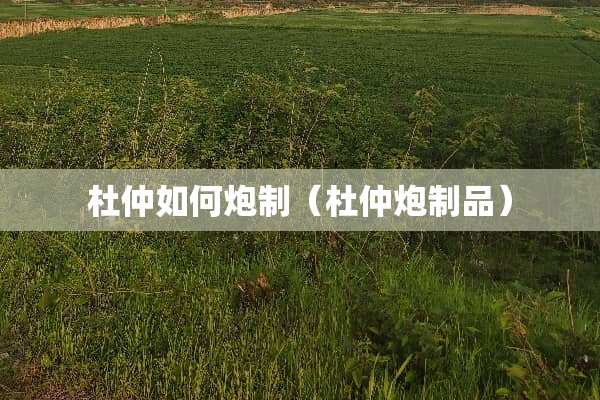 杜仲如何*制（杜仲*制品）