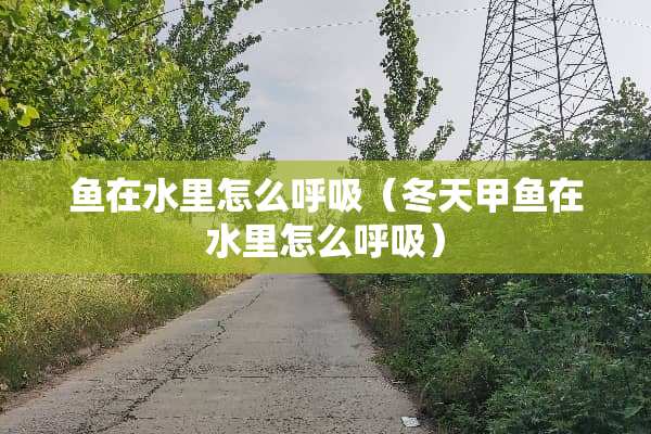 鱼在水里怎么呼吸（冬天甲鱼在水里怎么呼吸）