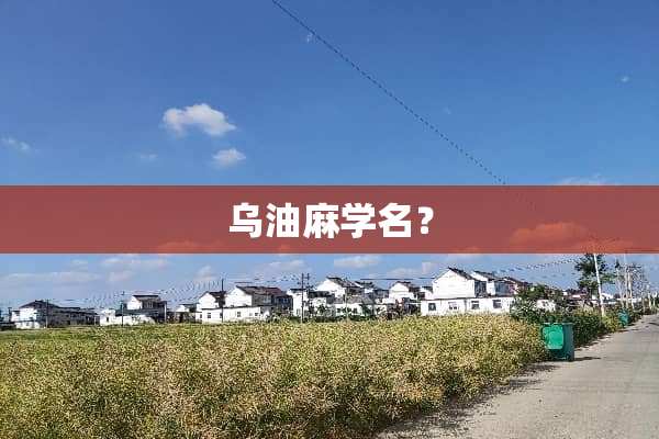 乌油麻学名？