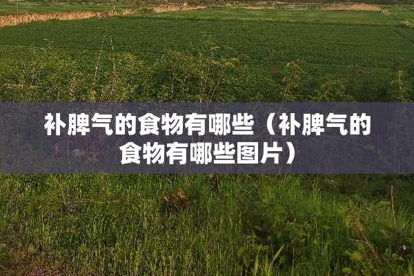 补脾气的食物有哪些（补脾气的食物有哪些图片）