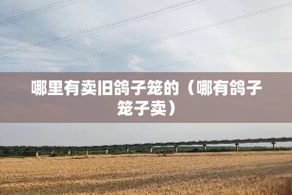 哪里有卖旧鸽子笼的（哪有鸽子笼子卖）