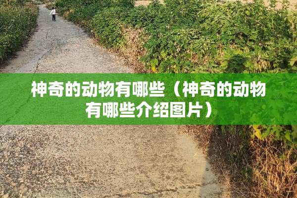 神奇的动物有哪些（神奇的动物有哪些介绍图片）