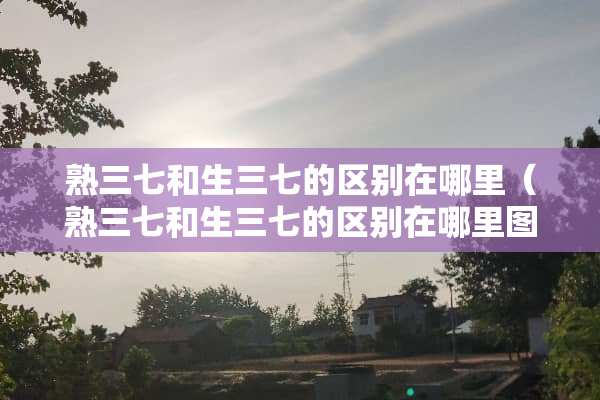 熟三七和生三七的区别在哪里（熟三七和生三七的区别在哪里图片）