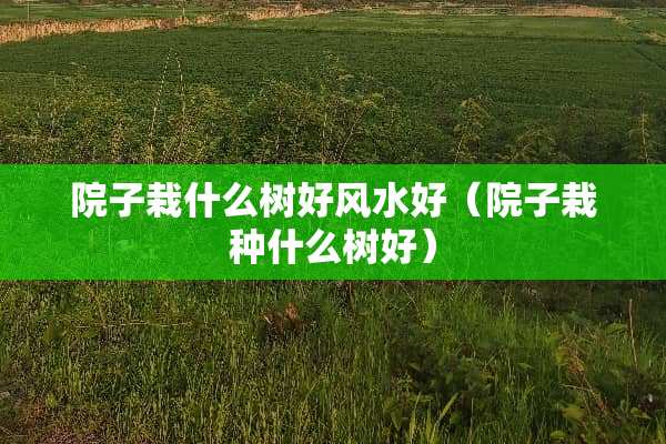 院子栽什么树好风水好（院子栽种什么树好）