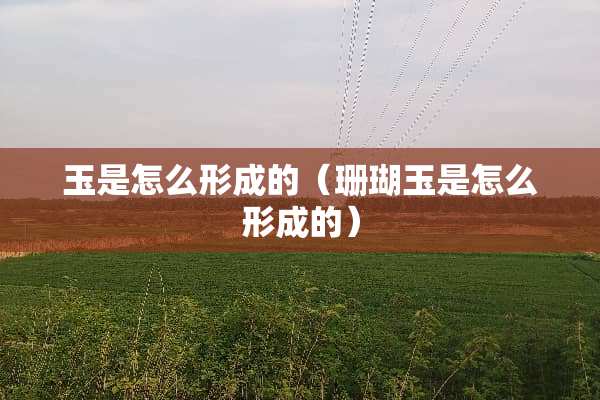 玉是怎么形成的（珊瑚玉是怎么形成的）