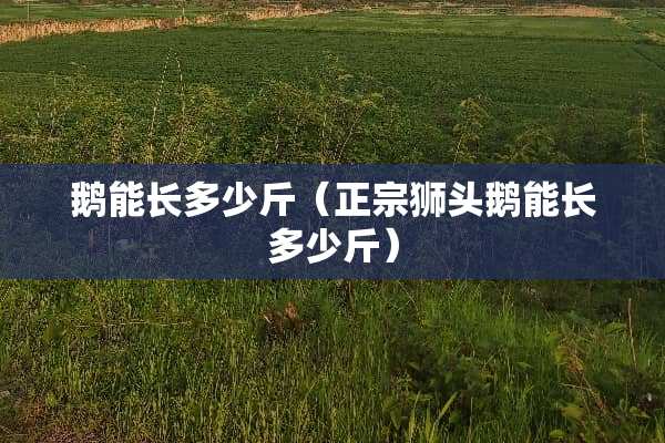 鹅能长多少斤（正宗狮头鹅能长多少斤）