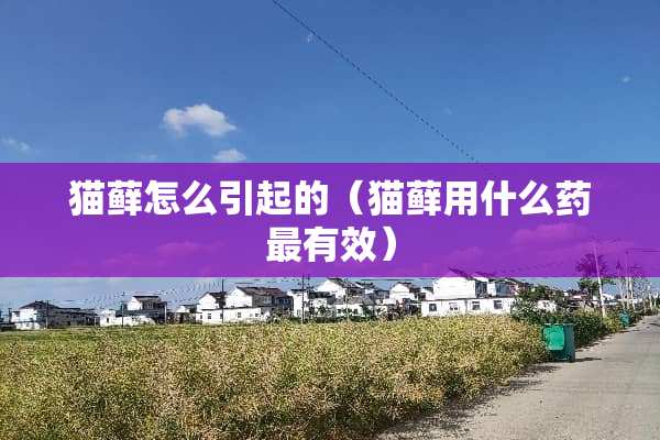 猫藓怎么引起的（猫藓用什么药最有效）