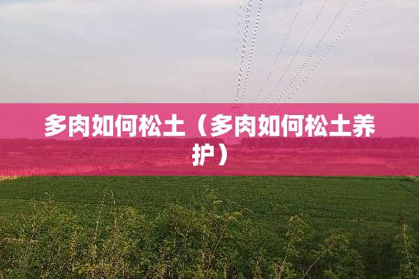 多肉如何松土（多肉如何松土养护）