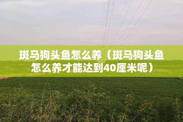 斑马狗头鱼怎么养（斑马狗头鱼怎么养才能达到40厘米呢）