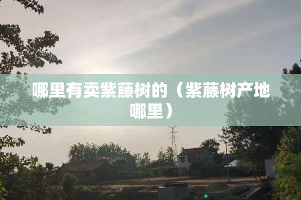哪里有卖紫藤树的（紫藤树产地哪里）